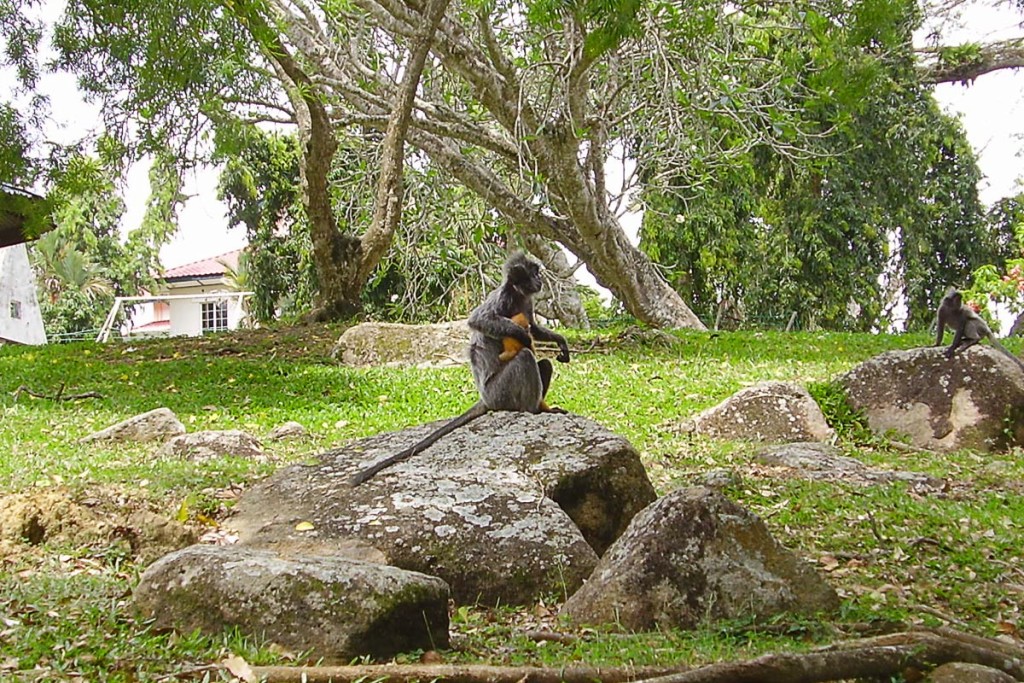 The young monkeys are orange.