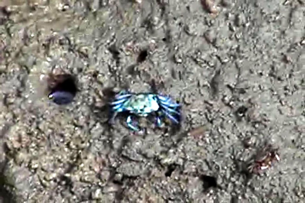 metallic-blue-mud-crab-kuala-selangor