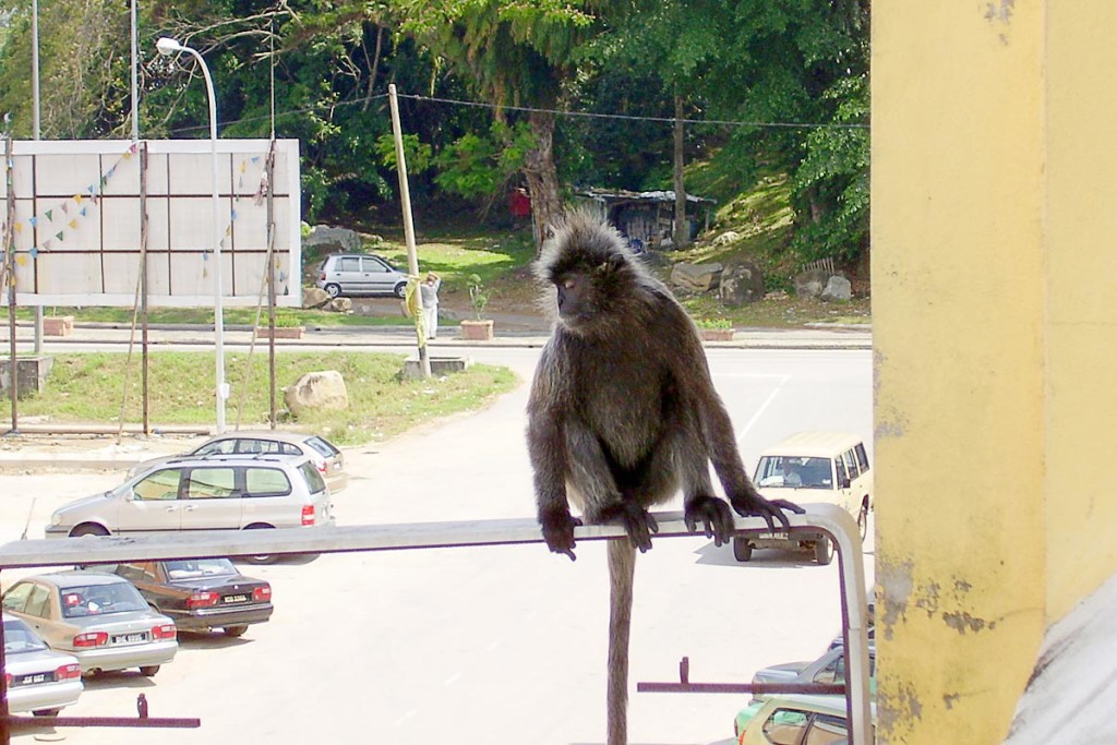 Monkey hanging around outside our hotel room.