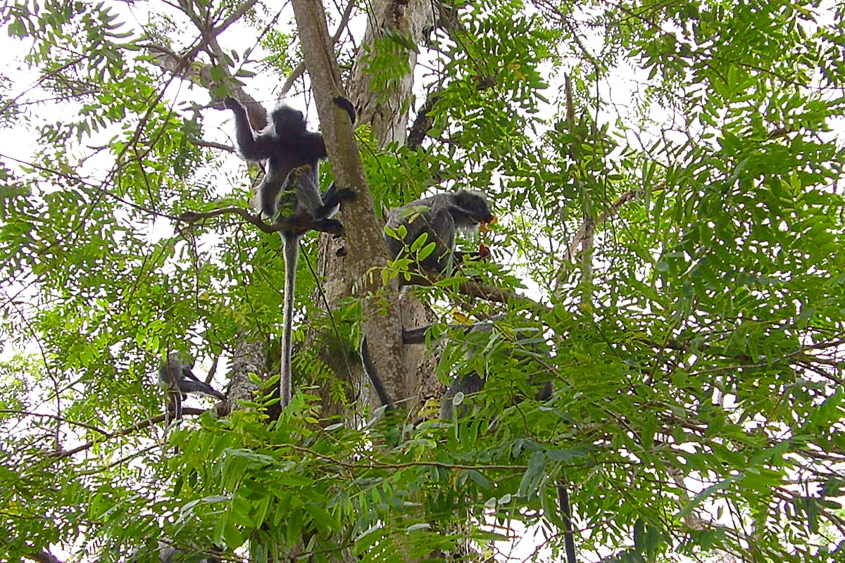 monkeys-in-trees-bukit-melawati-kuala-selangor