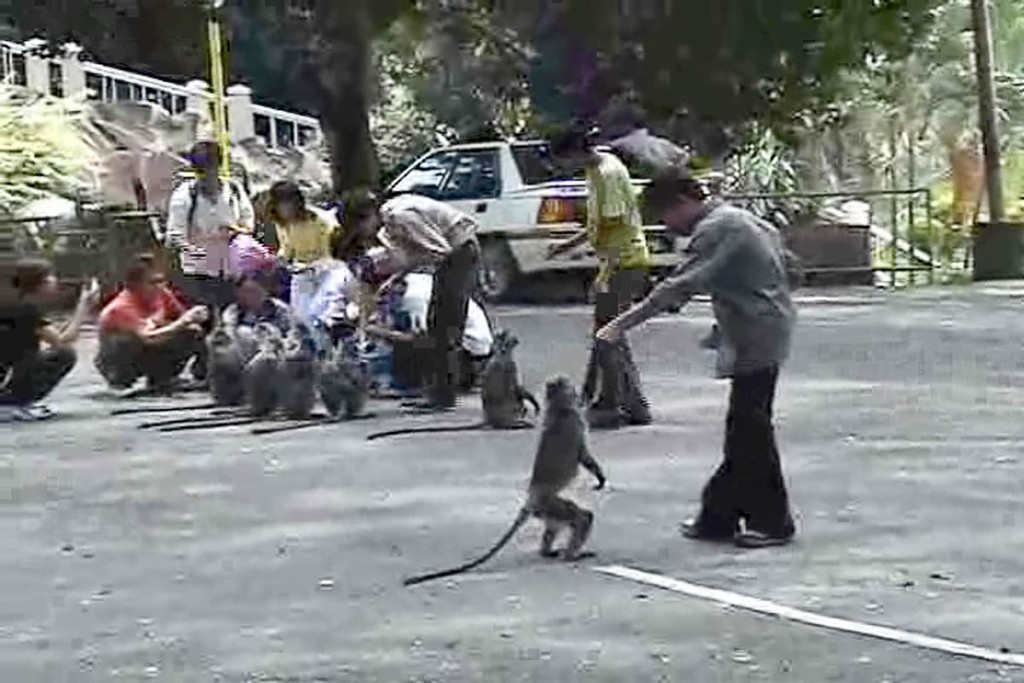 Unadvisedly feeding the monkeys (video still).