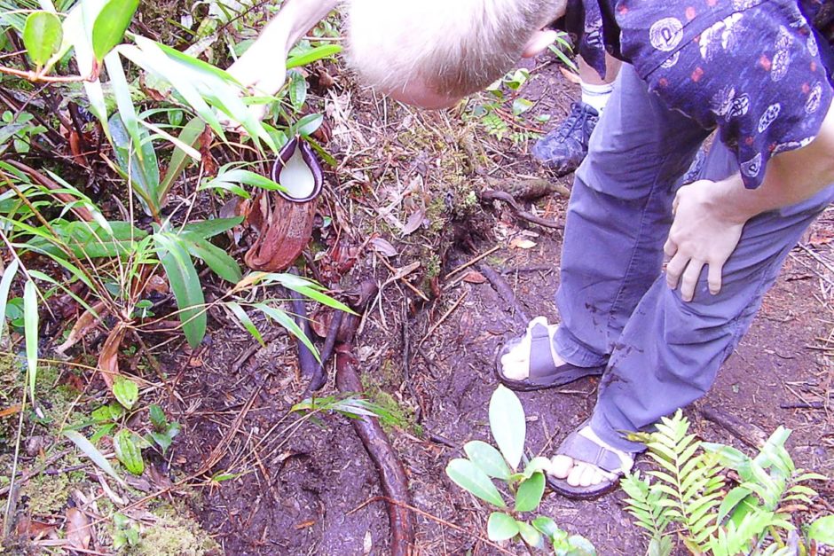 jeremy-rain-cup-plant-tanah-rata-malaysia