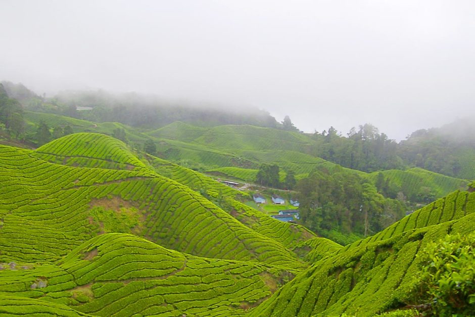tea-plants-in-rows-tanah-rata-hill