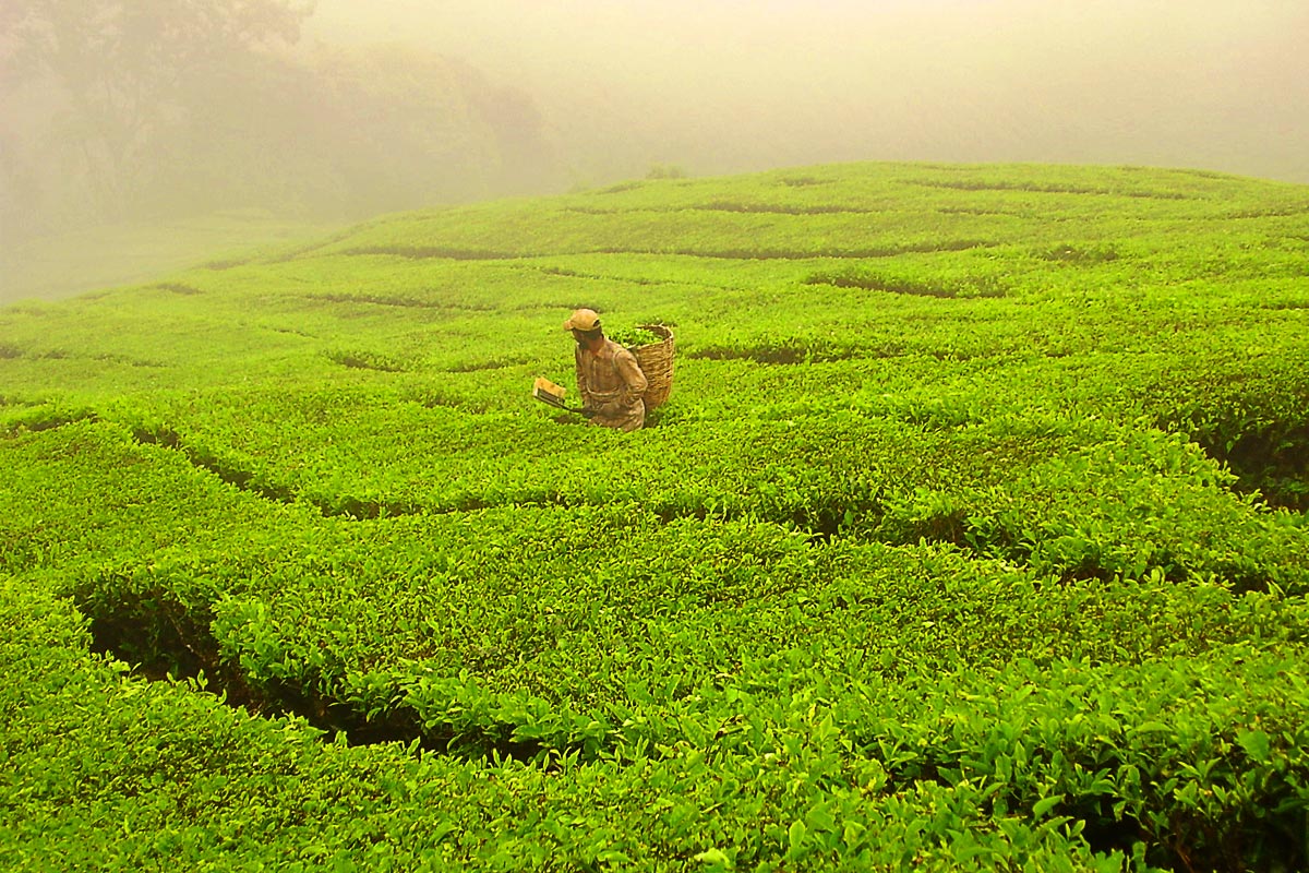 worker-picking-tea-leaves-tanah-rata-plantation