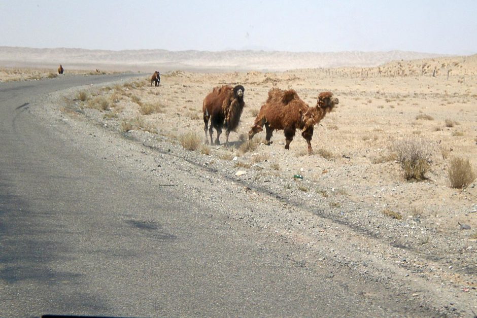camels-on-road-altun-mountains-china
