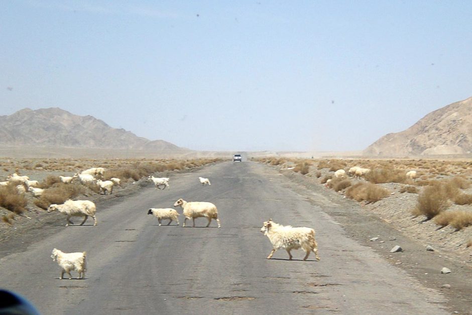 sheep-on-road-altun-mountains-china