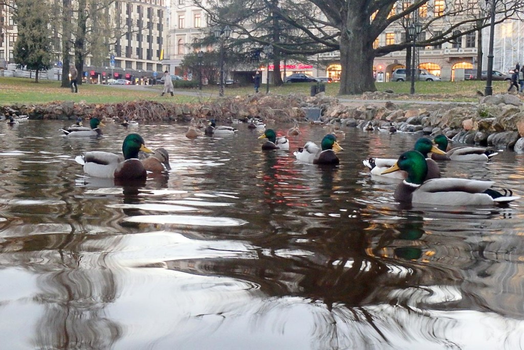 Duck pond in a park in central Rīga