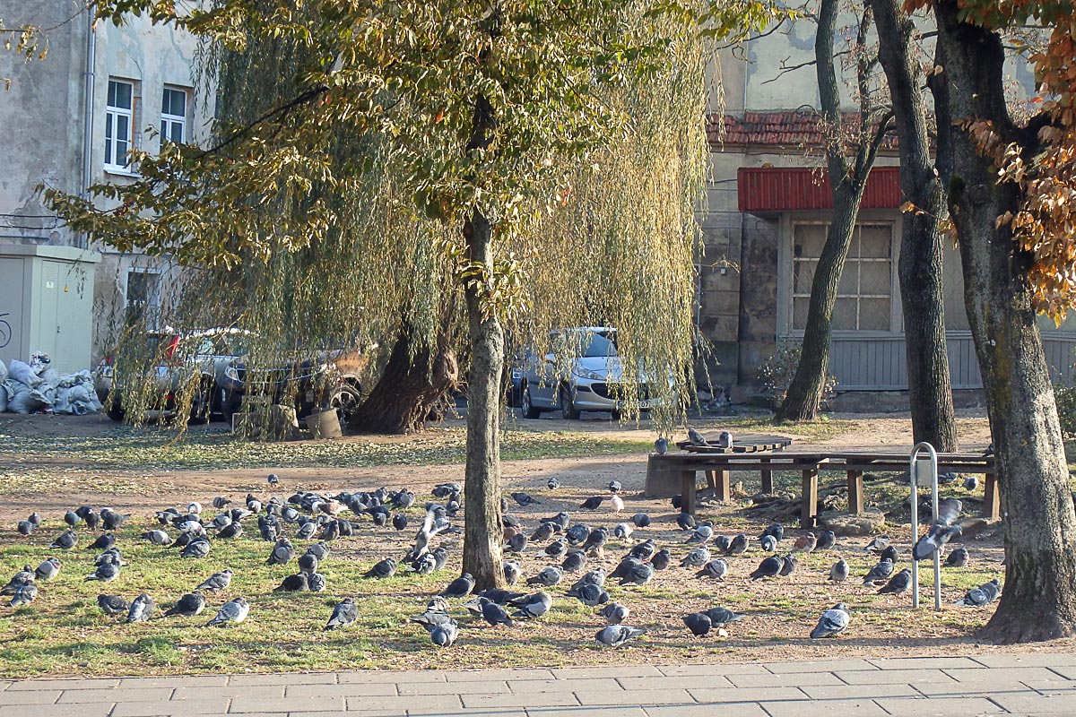Lots of pigeons in a Vilnius park