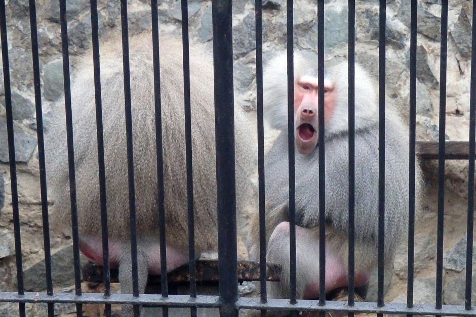 Monkeys watching me through the bars in the Kroměříž Gardens.