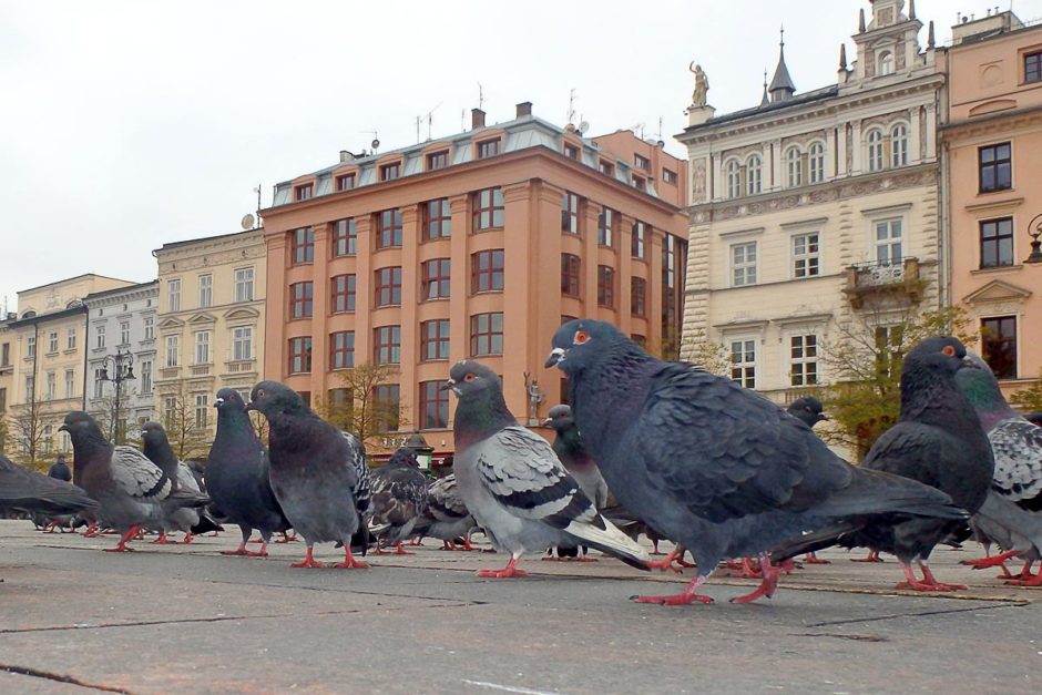 Pigeons in Kraków Old Town