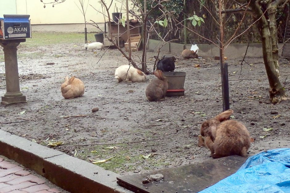 The pet rabbits of our hostel owner, braving the rain.