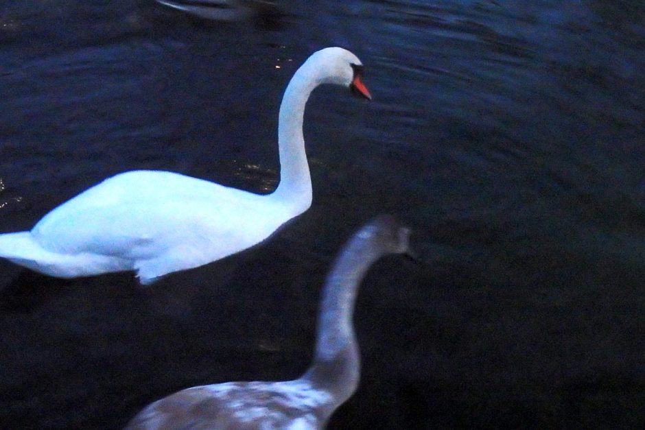 Swans in the water near the castle.