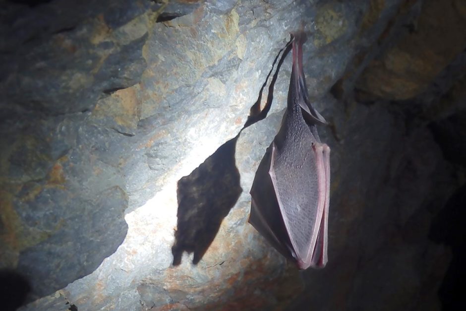 A bat hanging on the ceiling of the cave, just over our heads.