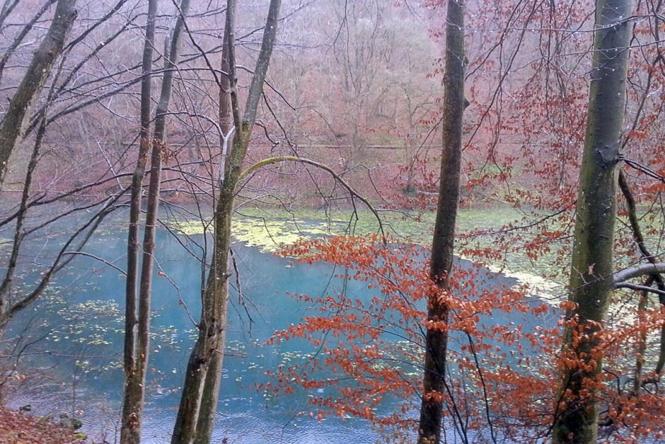 Amazing colored pond and orange trees.