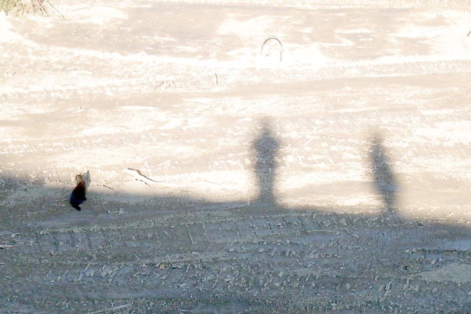 Two people shadows and one real cat. Picture taken from atop an embankment by the river.