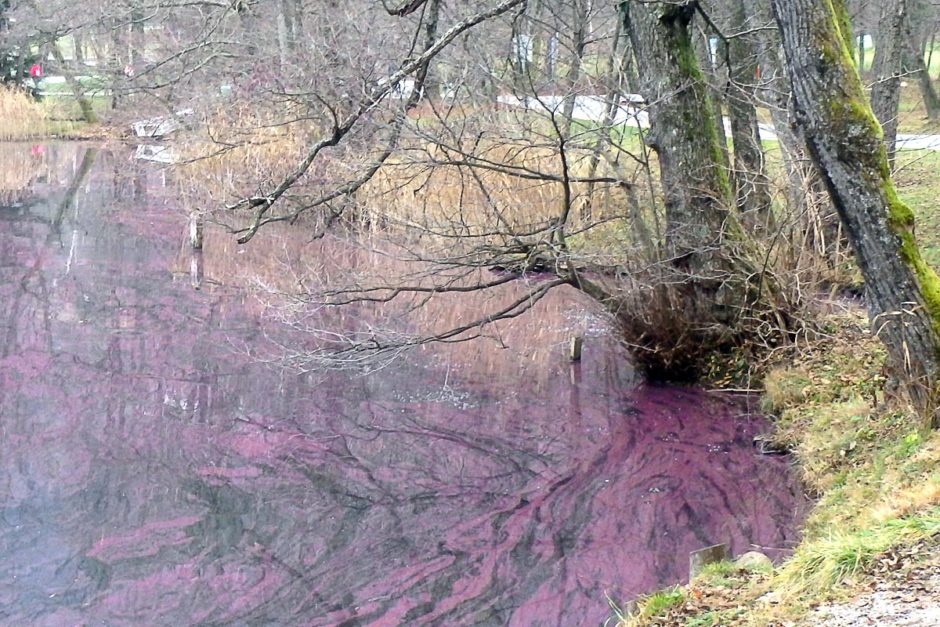 The whole lake had this weird magenta stuff floating on it. I couldn't see what it was — oil from boats, or something natural?