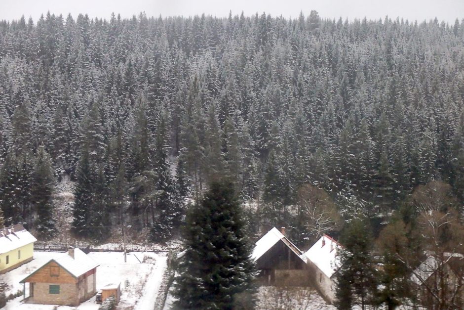 Snowy trees in the Tatras
