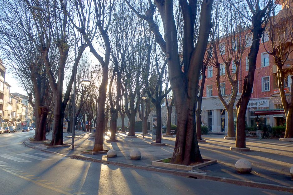 The center of Pula has some nice trees when the sun is just right.