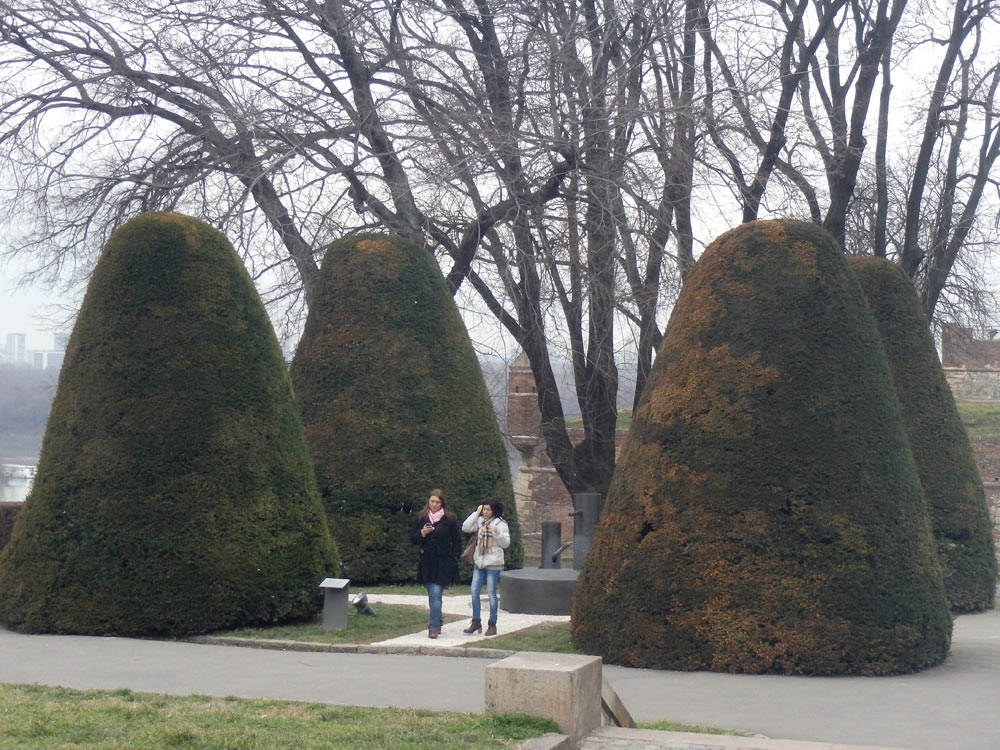 Big round trees at Belgrade Fortress