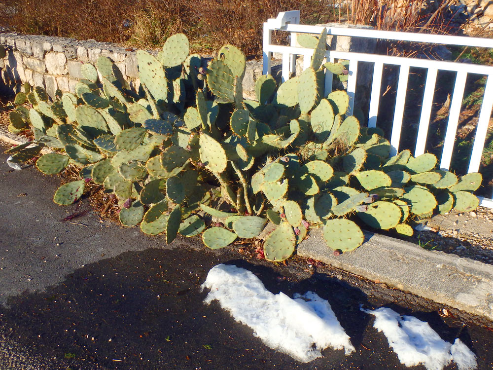Cactus and snow, side by side in Imotski.