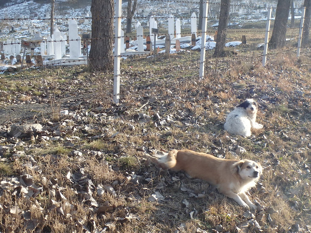 Dogs in the morning sun next to a cemetery
