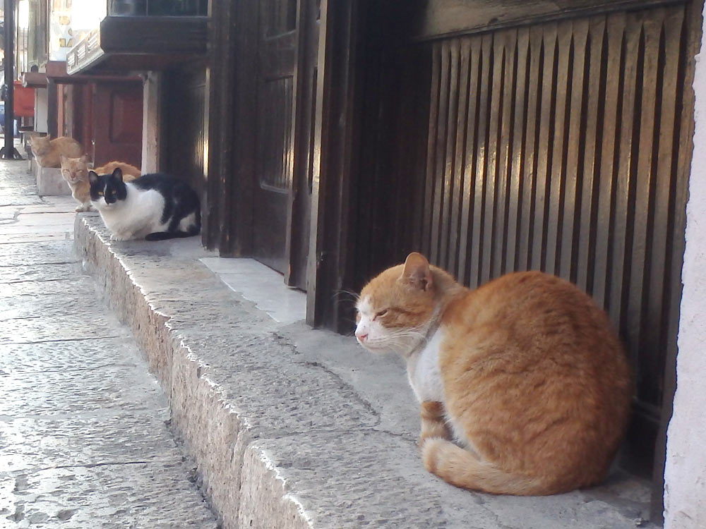 Has every cat his resting place on the edge of the shops