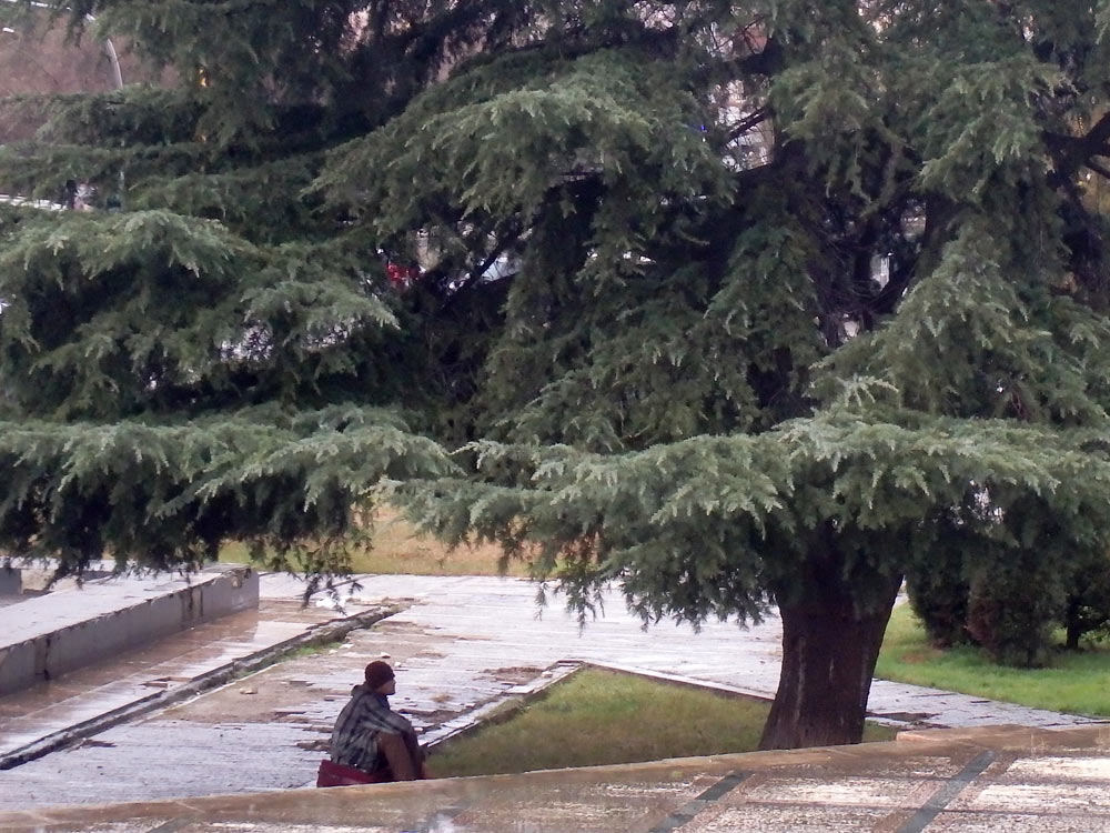Guy hanging out under a tree in the rain in front of the pyramid