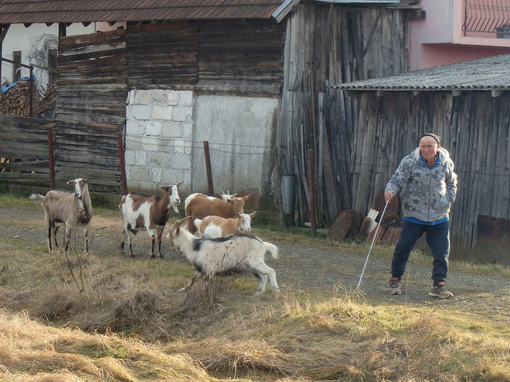 Guy with goats in rural Serbia