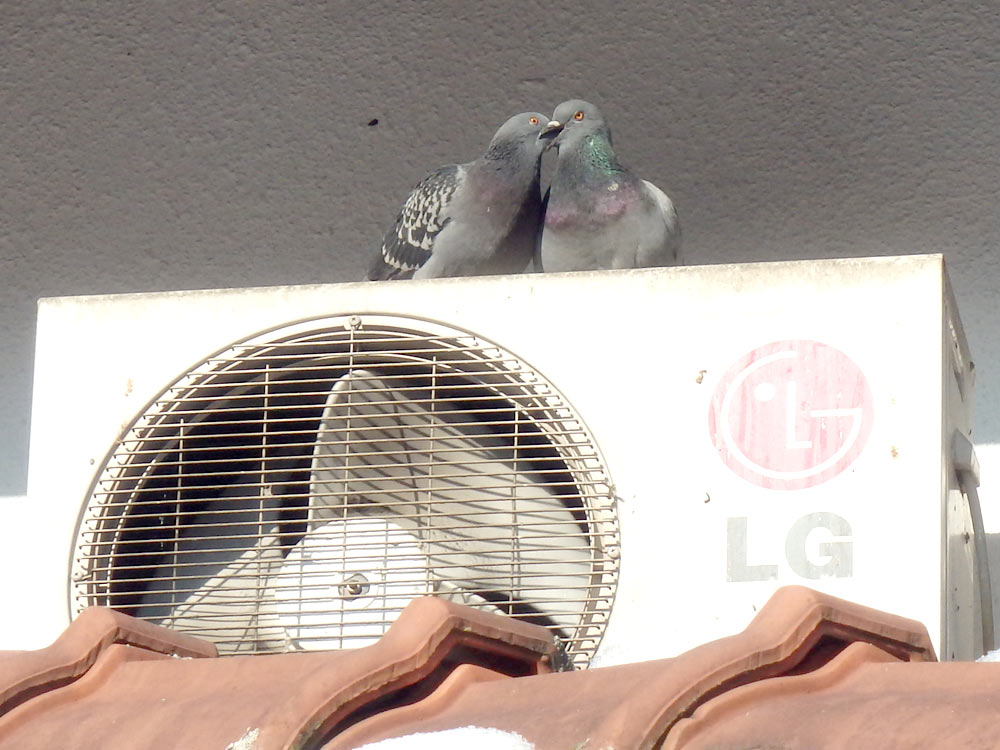 Pigeons kissing on an air conditioner in Old Town Sarajevo