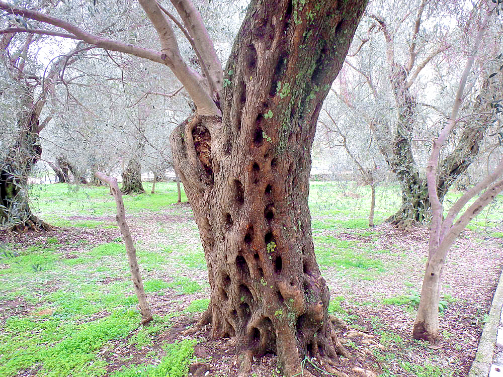 Amazing tree at Ulcinj churchyard. They were all like this.