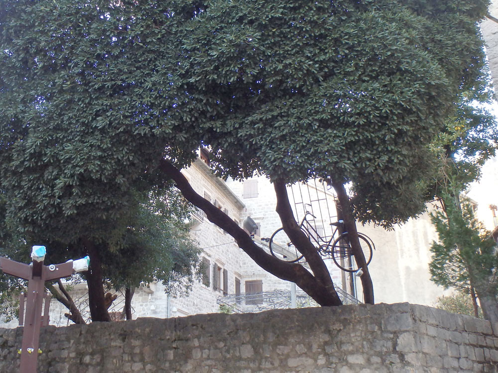 A bicycle in a tree. Because, again, why not?