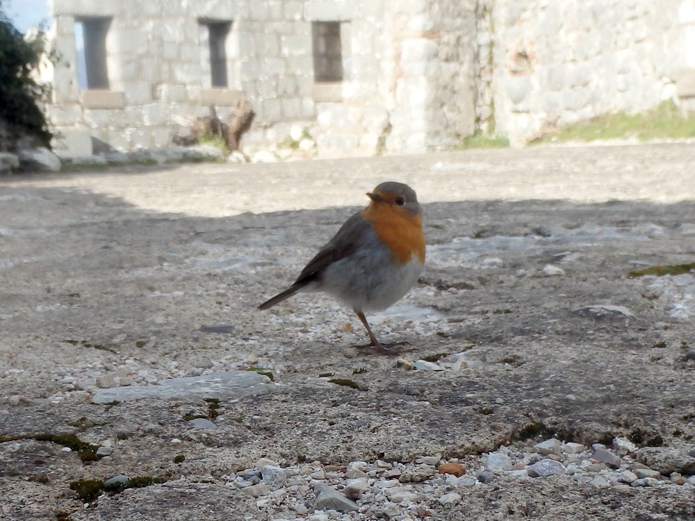 This bird was hanging around, and not shy about it.