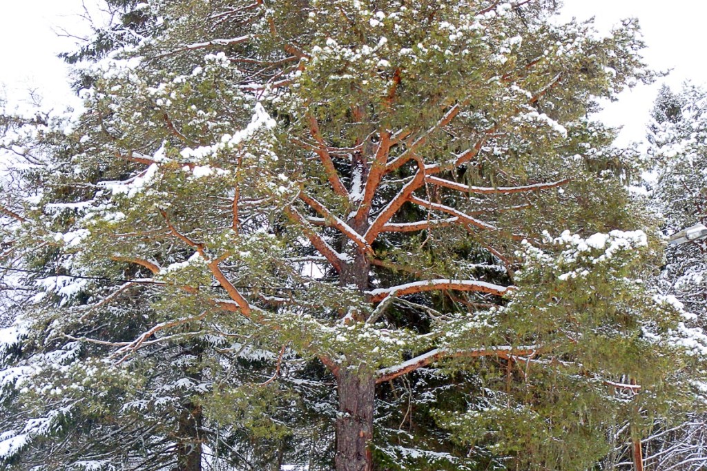 brown-and-green-tree-with-snow-lian-trondheim