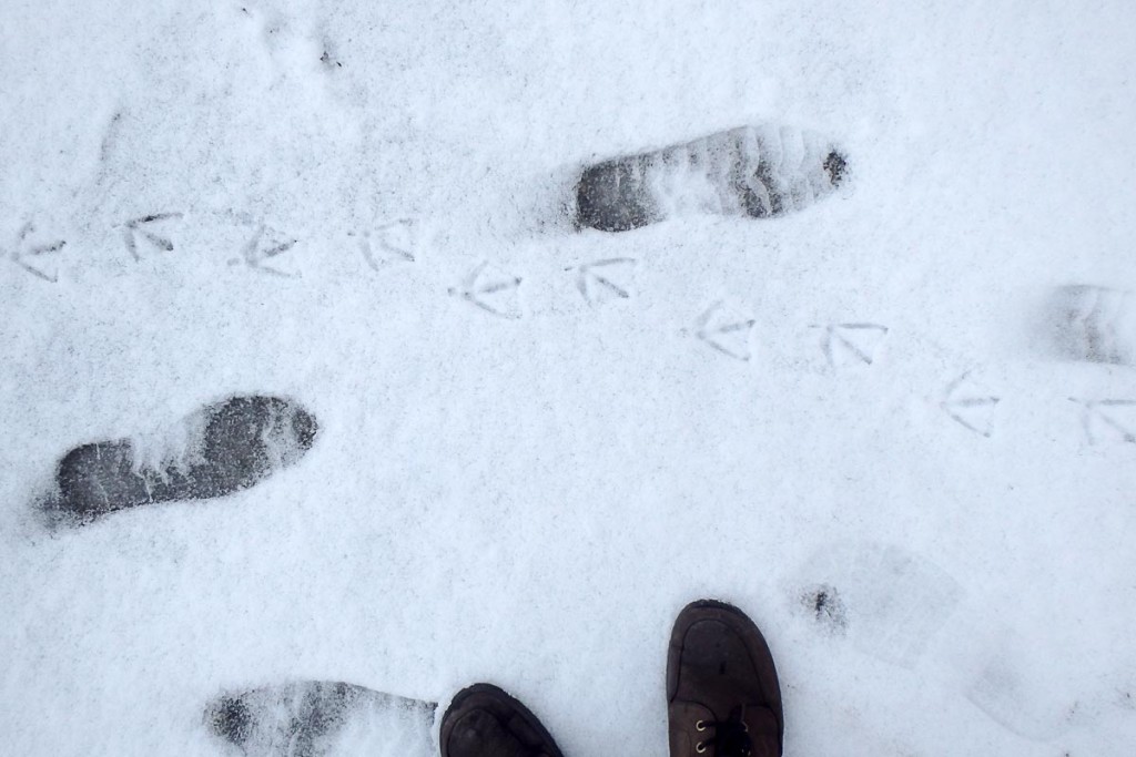 human-and-bird-footprints-in-snow-trondheim