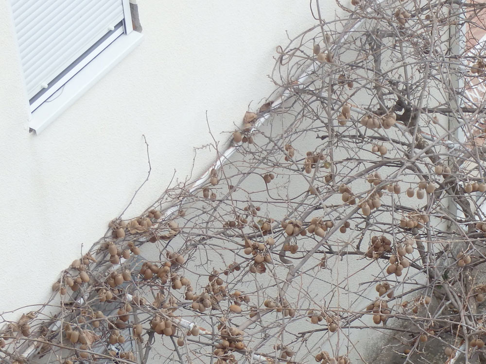 Kiwis growing in Ulcinj under our window