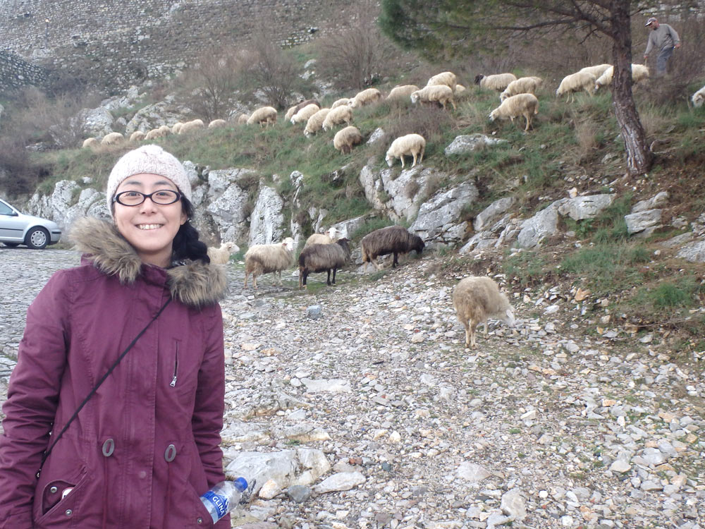 Masayo with a herd of mountain sheep
