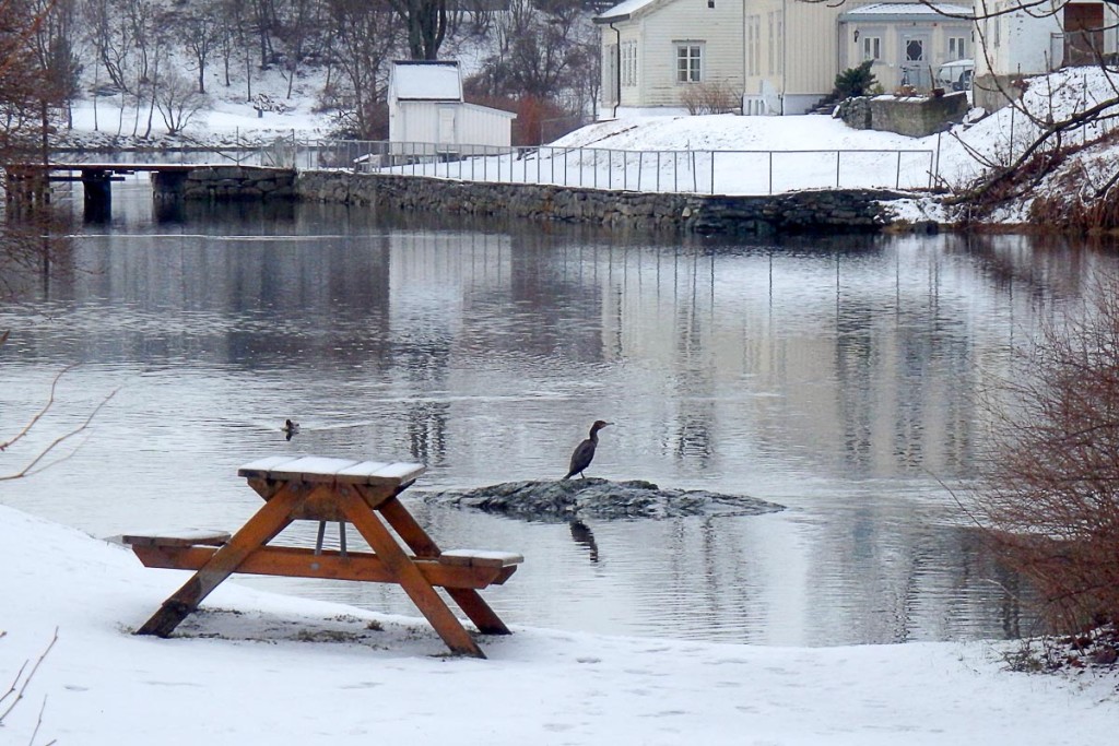 picnic-table-and-bird-by-river-trondheim