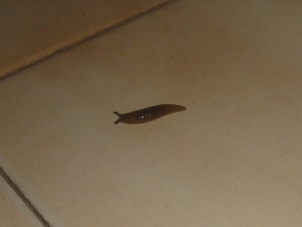 Slug in the bathroom of the Shkodër hotel