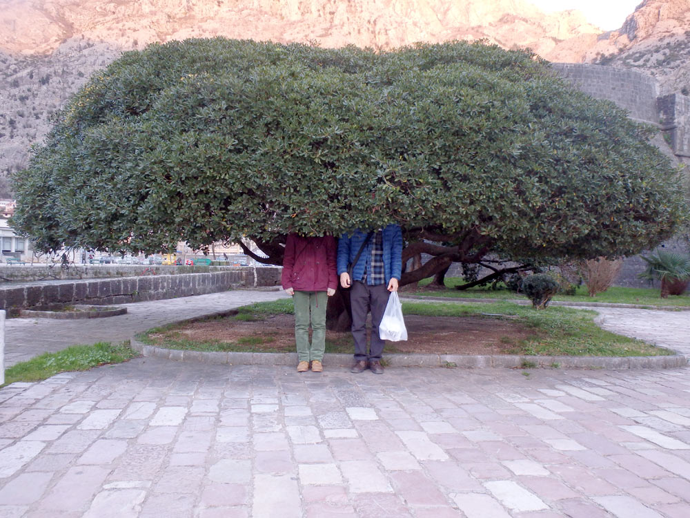 Some strange trees grow in Kotor...