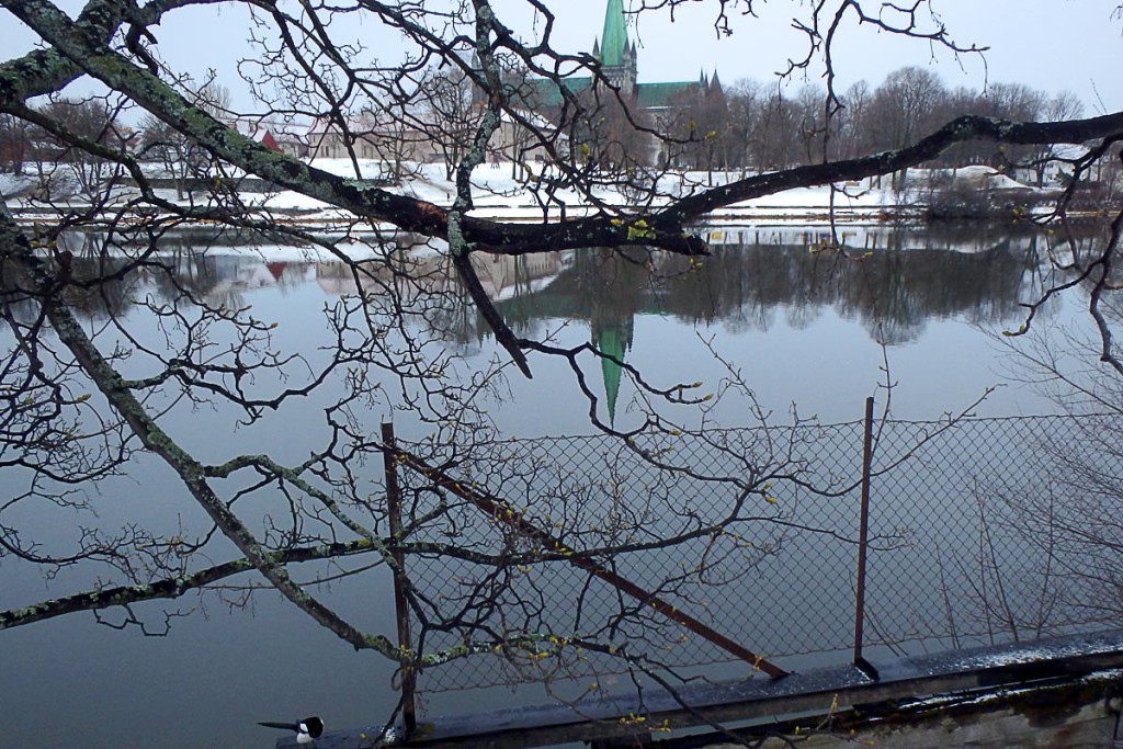 tree-and-cathedral-reflection-river-trrondheim