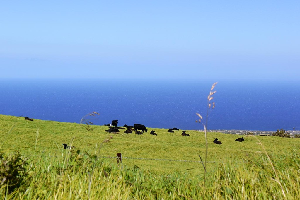 cows-field-and-ocean-hawaii