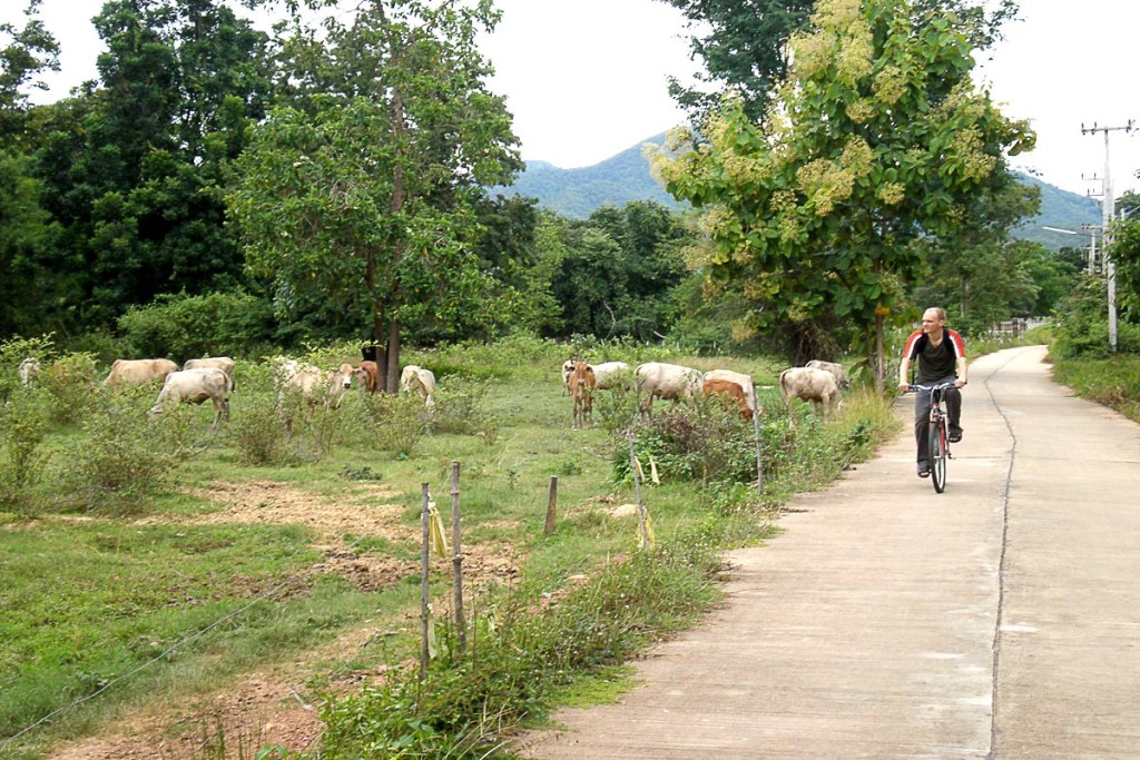 jeremy-bicycle-beside-cows-sukhothai