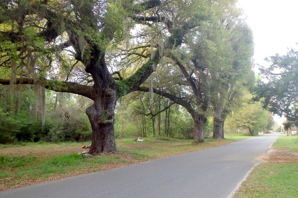 Across the street — some of the last trees Ray ever saw.