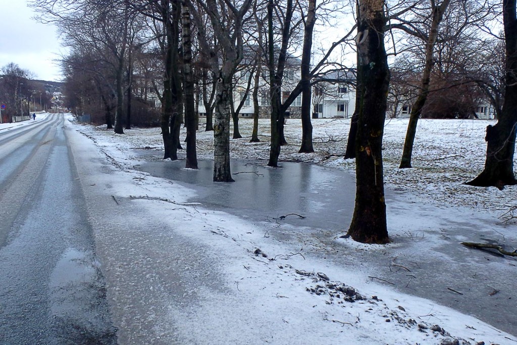 Frozen puddle under the trees.