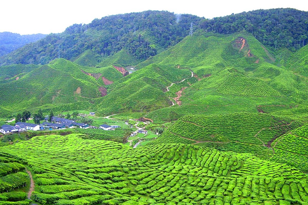 Malaysian tea plantation. Eat your heart out, Ireland.