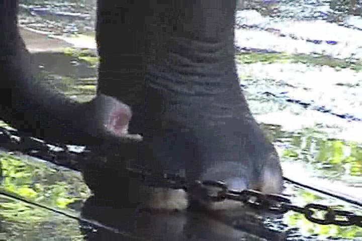 foot-and-chain-kuala-gandah-elephant-sanctuary