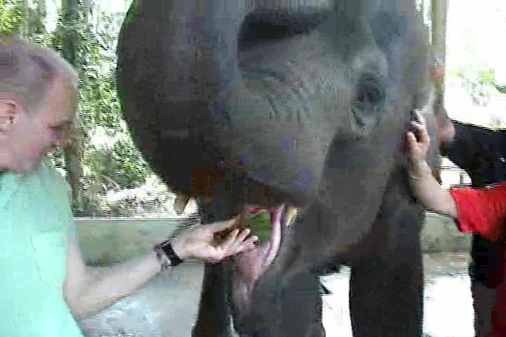 jeremy-feeding-kuala-gandah-elephant-sanctuary