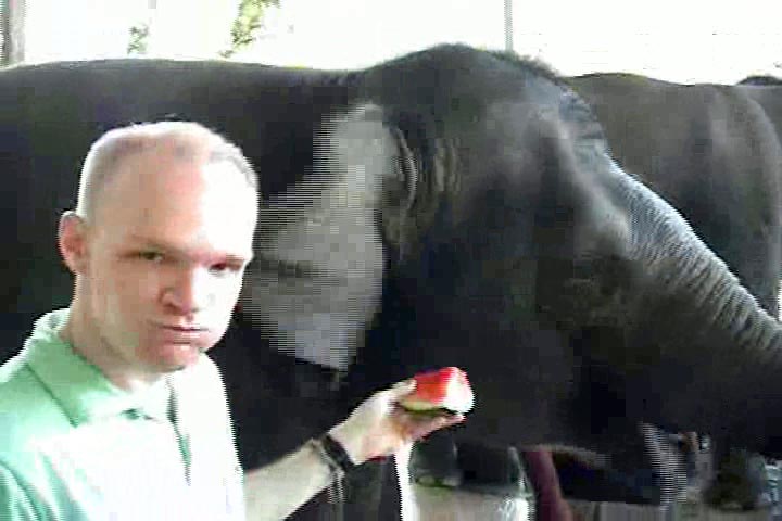 Feeding elephants.