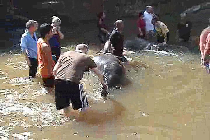 shaking-hands-kuala-gandah-elephant-sanctuary