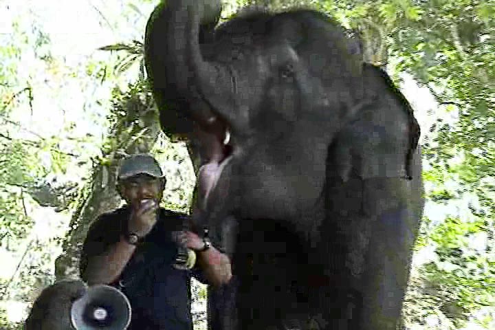 staff-announcing-kuala-gandah-elephant-sanctuary